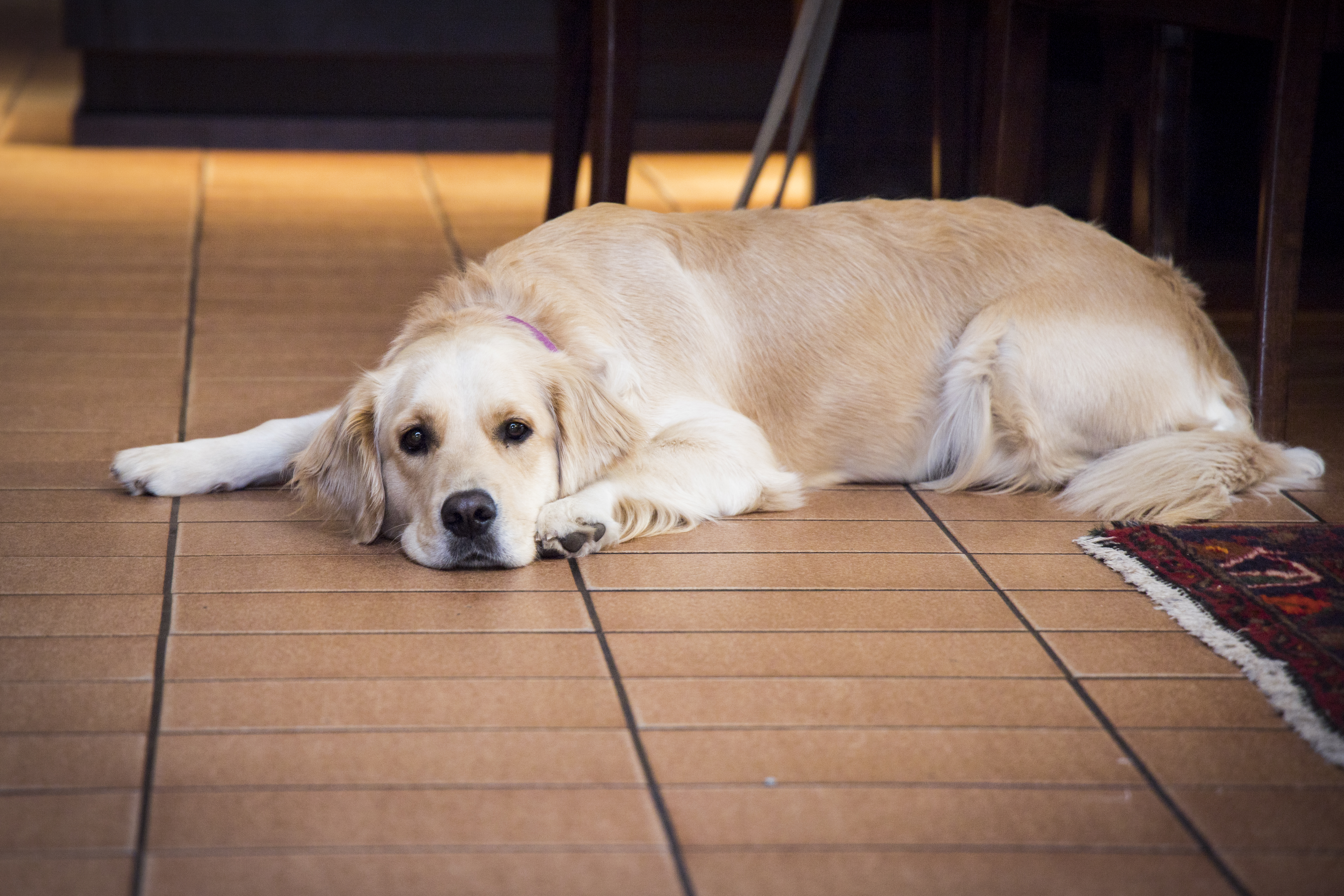 2020 09 24 Gräfinthalerhof Gastraum 18